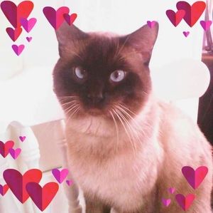 Meet your Posher, Josie